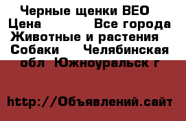 Черные щенки ВЕО › Цена ­ 5 000 - Все города Животные и растения » Собаки   . Челябинская обл.,Южноуральск г.